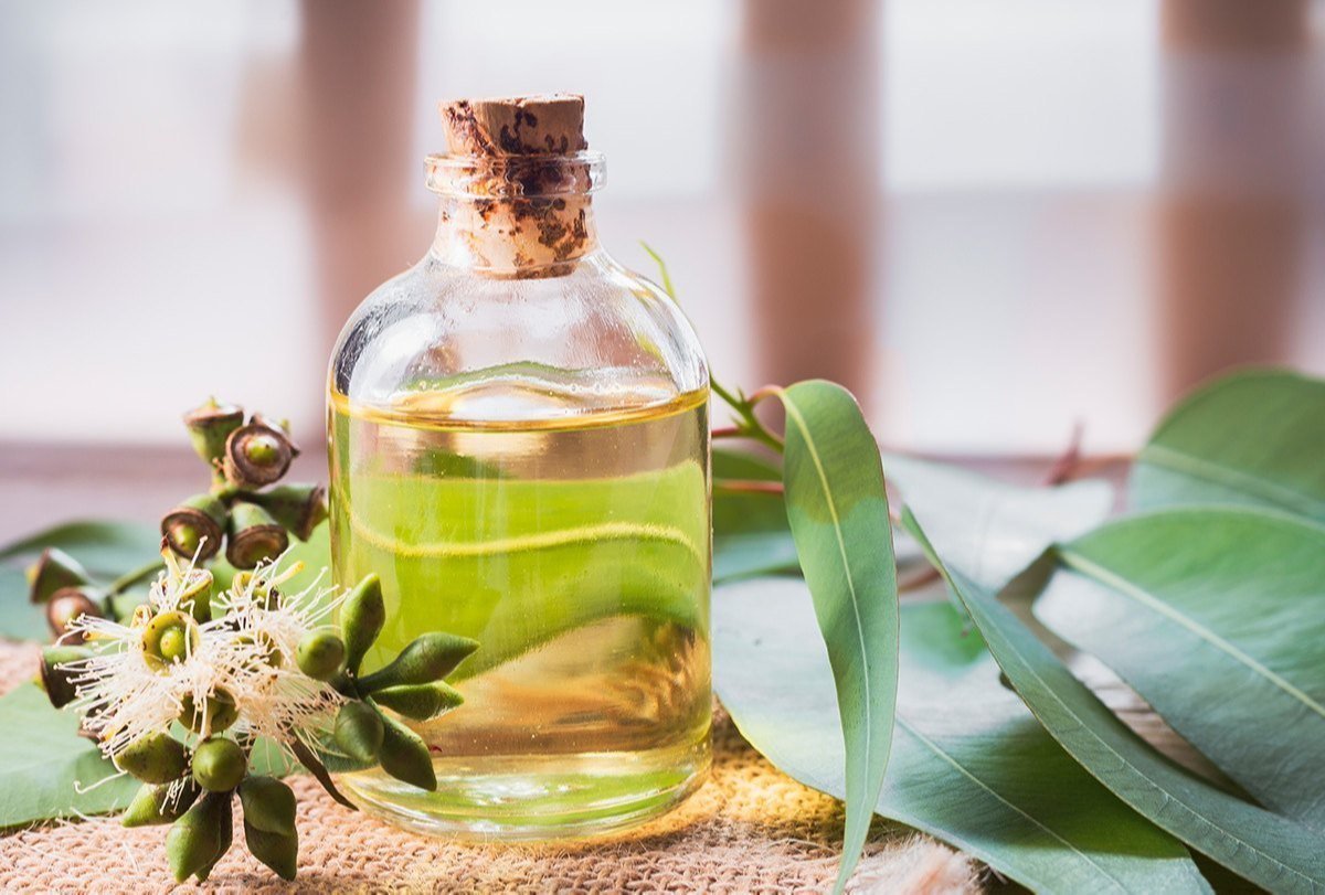Eucalyptus Oil (100ml) - Image 2